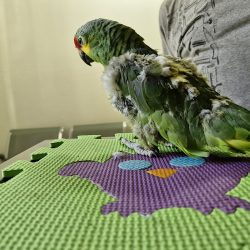 Clínica Veterinaria "tekuani"