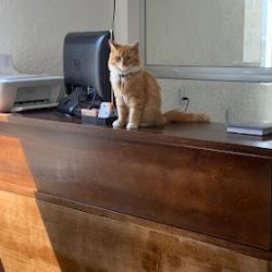 Negocio Clínica Veterinaria, Vet & Dog