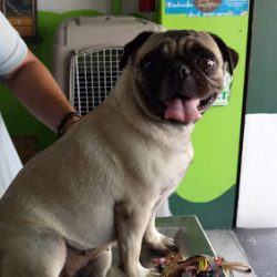 Negocio Clivet Clínica Veterinaria