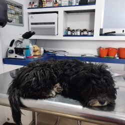 Negocio Compañía Canina