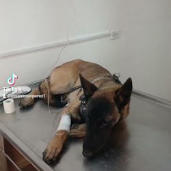 Negocio Consultorio Sebantella