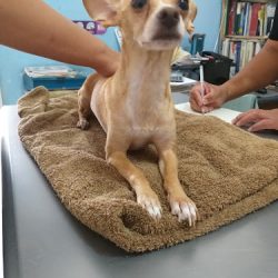 Negocio Consultorio Veterinario Cachorros