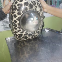 Consultorio Veterinario Joya