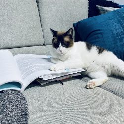 Consultorio Y Estética Mascota