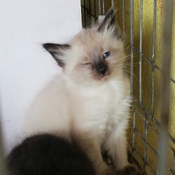 Negocio Consultorio Y Farmacia Veterinaria Cuajimalpa