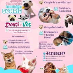 Dentivet Odontología Veterinaria Especializada