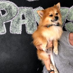 Dirty Paws Estética Canina