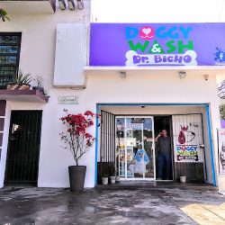 Doggy Wash & Dr. Bicho