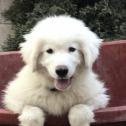 Dr Licon Clinica Veterinaria