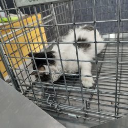 Esterilización A Bajo Costo