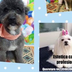 Estetica Canina