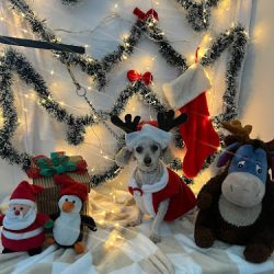 Evoleth Servicio Médico Veterinario