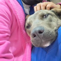 Negocio Farmacia Veterinaria Acuitlapilco