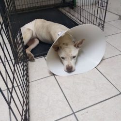 Negocio Farmacia Veterinaria Baylon