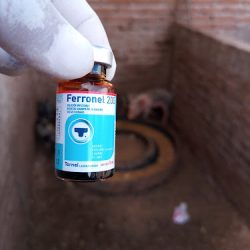 Farmacia Veterinaria Y Alimentos Pino Suarez