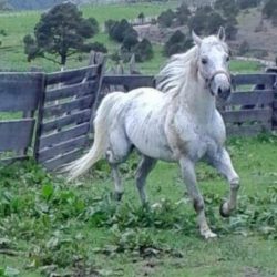 Forrajera Y Veterinaria Centauro