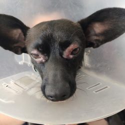 Gama Consultorio Veterinario