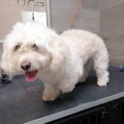 Healthy Pet Veterinary And Spa