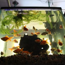 Hobbisimo Veterinaria Y Acuario