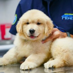 Hospital Veterinario Animal Home Coapa 24 Horas