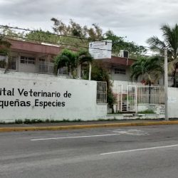 Hospital Veterinario De Pequeñas Especies
