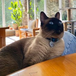 Hospital Veterinario San Angel- 20 De Noviembre