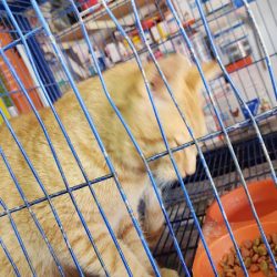 Hospital Veterinario San Marcos