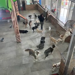 Just Like Home - ¡el Mejor Lugar Para Consentir Y Cuidar A Tu Perro! Estética, Veterinaria, Guardería Fitness, Pensión Y Más