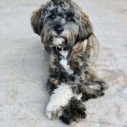 La Dogtora Veterinaria