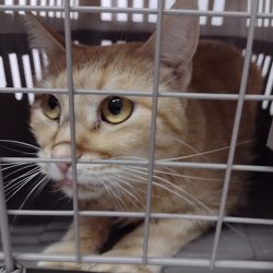 Maddock Veterinary Services