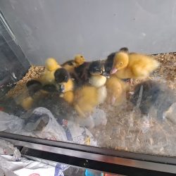 Maximus Clínica Veterinaria Y Tienda De Mascotas