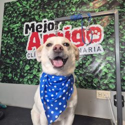 Negocio Mejor Amigo Veterinaria