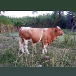 Negocio Mercado’s Vet