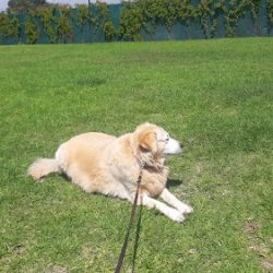 Miau&guau La Noria | En Petco