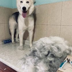 Mofu Mofu Estética Canina Veterinaria