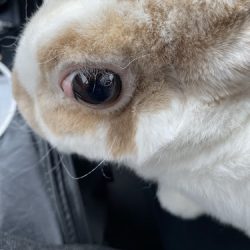 Mvz Jaime Barella De La Garza