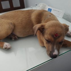 Odontología Veterinaria D' León