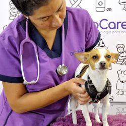 Oncocare Oncología Veterinaria Polanco