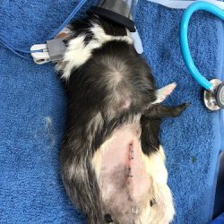 Petia Hospital Veterinario