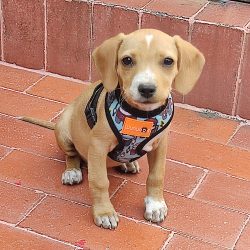 Pet's Chapís, Veterinaria