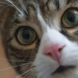 Pets Medical Center - Veterinaria Queretaro Y Juriquilla