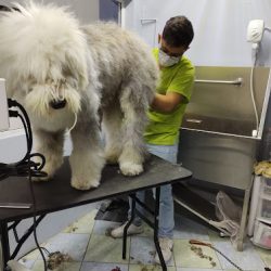 Protegiendo Colitas Hospital Veterinario