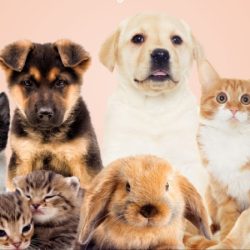 Negocio Puppet’s: Clínica Veterinaria & Estética Canina/felina