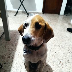 Negocio Puppy Wash Mérida