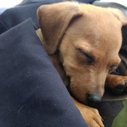 Red Style Veterinaria