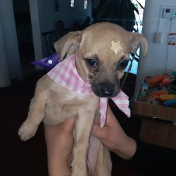 Negocio San José Clínica Veterinaria