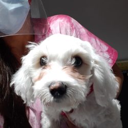 Sanfer Centro Medico Veterinario