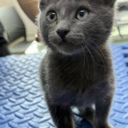 Servicios Veterinarios Dr. Sandoval