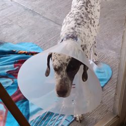 Negocio Servicios Veterinarios Integrales