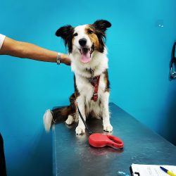 Negocio Servipets Consultorio Veterinario